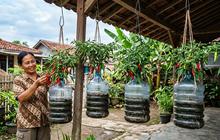 7 Jenis Tanaman Sayur Gantung yang Cocok untuk Rumah Tanpa Halaman