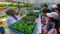 Mengenal Hidroponik di Kebun Pertanian Perkotaan Setinggi 18 Meter