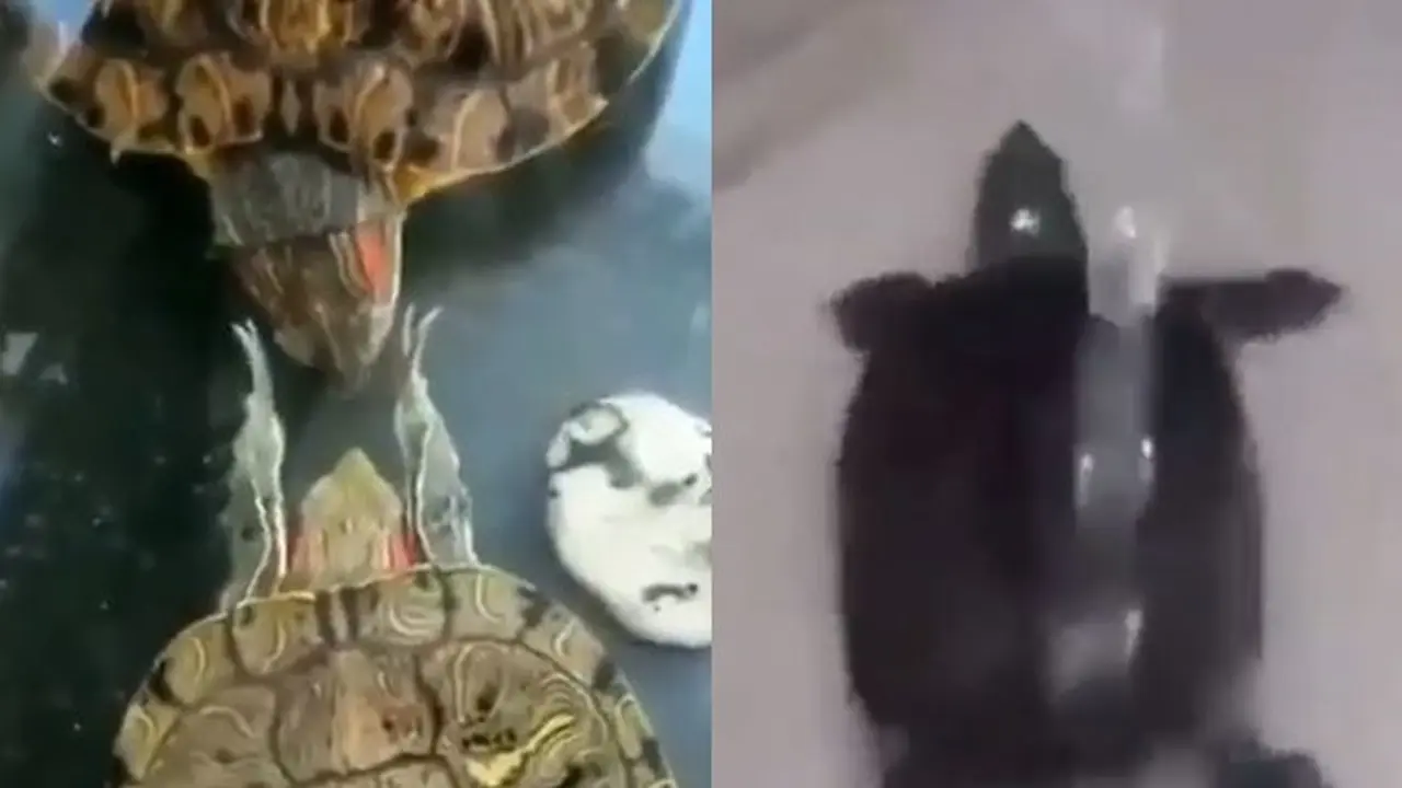 4 Aksi Kura-kura Ini Nyeleneh Banget, Bikin Tepuk Jidat