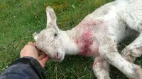 Salah satu domba yang terluka karena diserang oleh anjing (Isobel Bowden/Facebook).