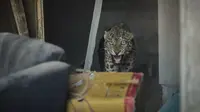 Video Macan Terkam Orang di Gunung Papandayan Ternyata Hoaks, Simak Faktanya