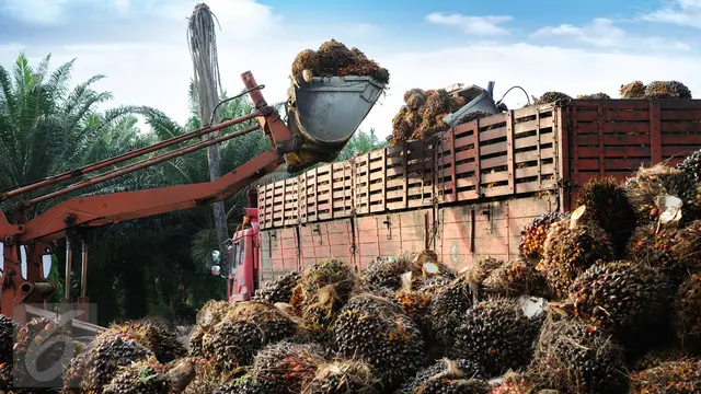 20151014- Ilustrasi Kelapa Sawit