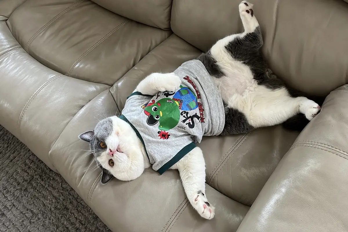 Belajar dari Ecan, Kucing yang Sukses Raih Cuan Usai Gabung Jadi Shopee Affiliate Program