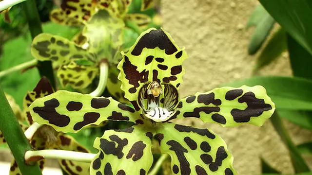 Grammatophyllum