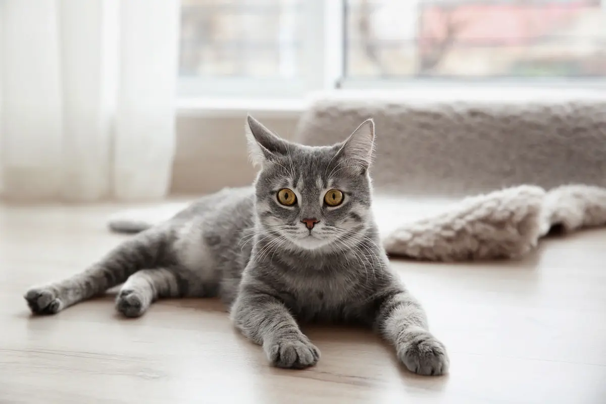 Awalnya Lucu, Aksi Kucing Merobek Kertas Bisa Memicu Gangguan Kesehatan