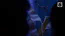 Naga laut atau Sea Dragons saat ditampilkan di Jakarta Aquarium dan Safari, Jakarta, Rabu (27/1/2021). Sea Dragons merupakan hewan endemik yang terancam punah, hewan ini berasal dari perairan Australia. (merdeka.com/Imam Buhori)