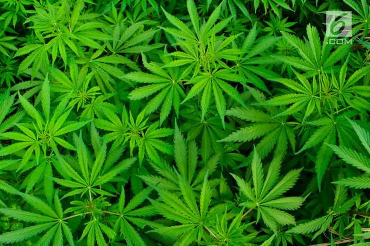 Ganja atau Mariyuana