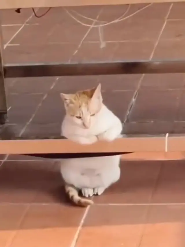 10 Potret Lucu Pose Kucing saat Duduk Ini Bikin Gemas