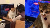 6 Potret Kucing Ganggu Majikan Main Game Ini Bikin Senyum Tipis (Twitter/petworld02/yennsgoons)