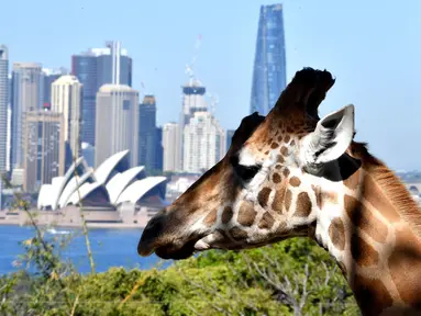 Seekor jerapah melihat ke arah Gedung Opera di Kebun Binatang Taronga di Sydney (18/10/2021). Kebun binatang Taronga membuka kembali pintunya bagi pengunjung yang divaksinasi setelah pencabutan pembatasan penguncian Sydney. (AFP/Saeed Khan)