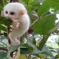 Tarsius leucistic yang ditemukan warga Minahasa. (dok. BKSDA Sulawesi Utara)