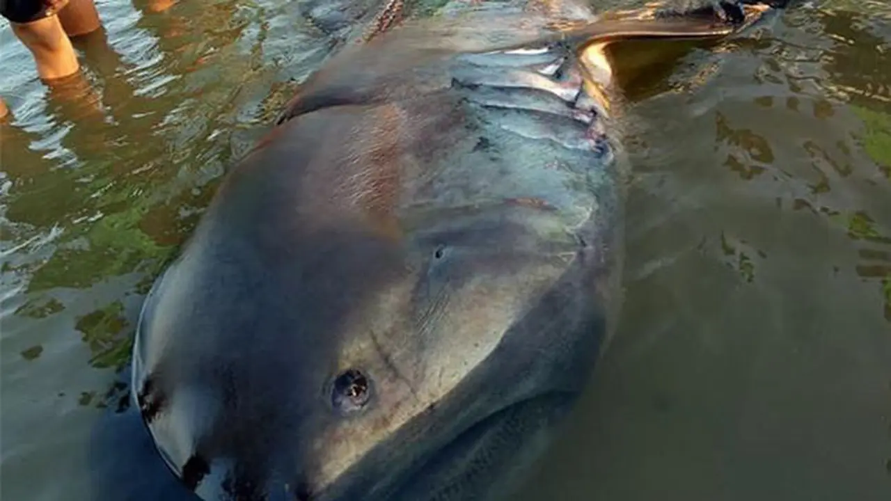 Ikan Terdampar Pertanda Bencana Besar Akan Terjadi, Percaya Atau Tidak?