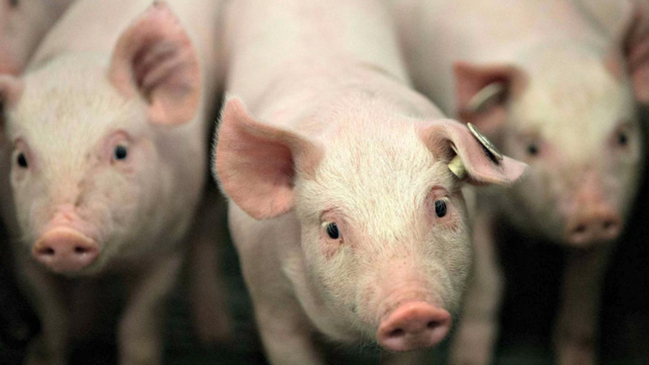 Babi, Harapan Transplantasi Masa Depan