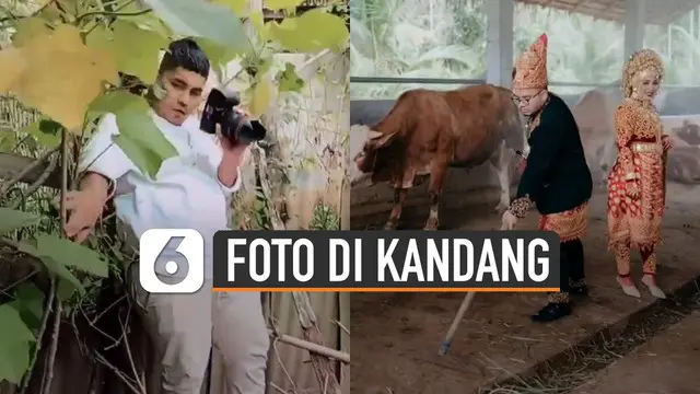 Berbeda dari yang lain aksi pasangan pengantin ini memiliki cara unik untuk mengabadikan momen foto prewedding yaitu di kandang sapi dan bebek.