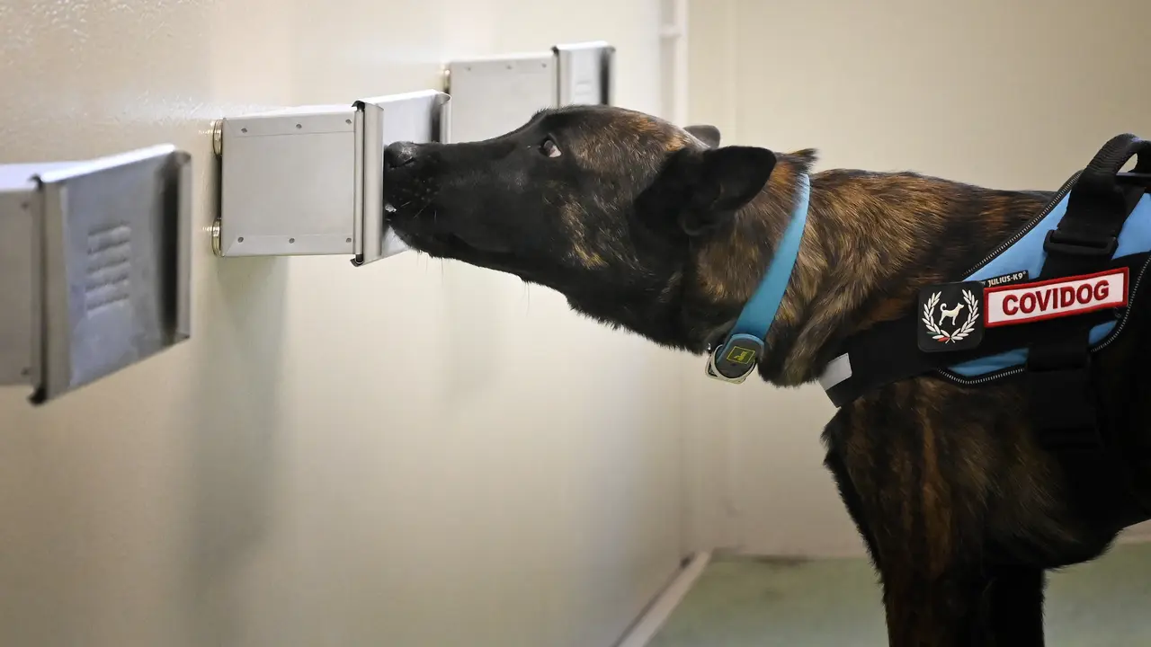 Seekor anjing pelacak mengikuti pelatihan eksperimental untuk mendeteksi Covid-19 melalui keringat.