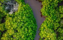 Wisata Mangrove Surabaya Penuh Pesona Alam, Patut Dikunjungi