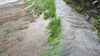 Puluhan hektar tanaman Padi sawah milik petani Desa Done rusak diterjang banjir. (Liputan6.com/Dionisius Wilibardus)