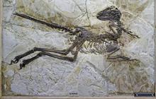 Ini wujud Zhenyuanlong, dinosaurus bersayap yang ditemukan di China
