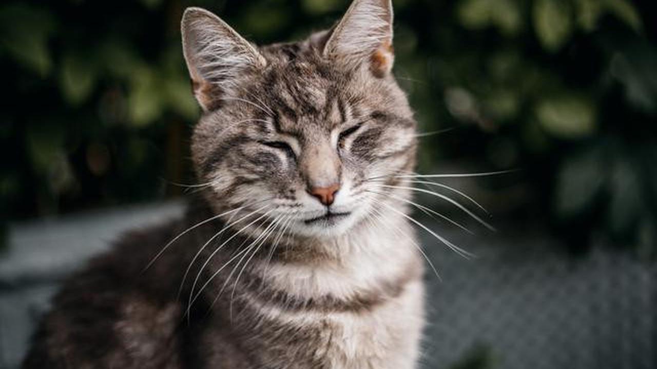 Cara Menghilangkan Noda pada Bulu Kucing, Aman dan Tidak Berisiko