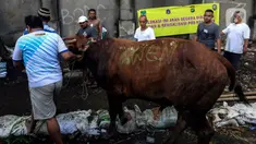 Petugas membawa sapi kurban yang akan disembelih di kawasan Kebayoran Lama, Jakarta, Kamis (26/6/2023). (Liputan6.com/Johan Tallo)