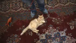Seekor kucing Persia bermain dengan tali yang dipegang oleh pengunjung di Museum Kucing Persia di Teheran, Iran, pada 5 Desember 2021. Museum ini juga bisa disebut sebagai galeri seni karena dipenuhi dengan piguran dan mural berjeniskan kucing Persia. (AP Photo/Vahid Salemi)