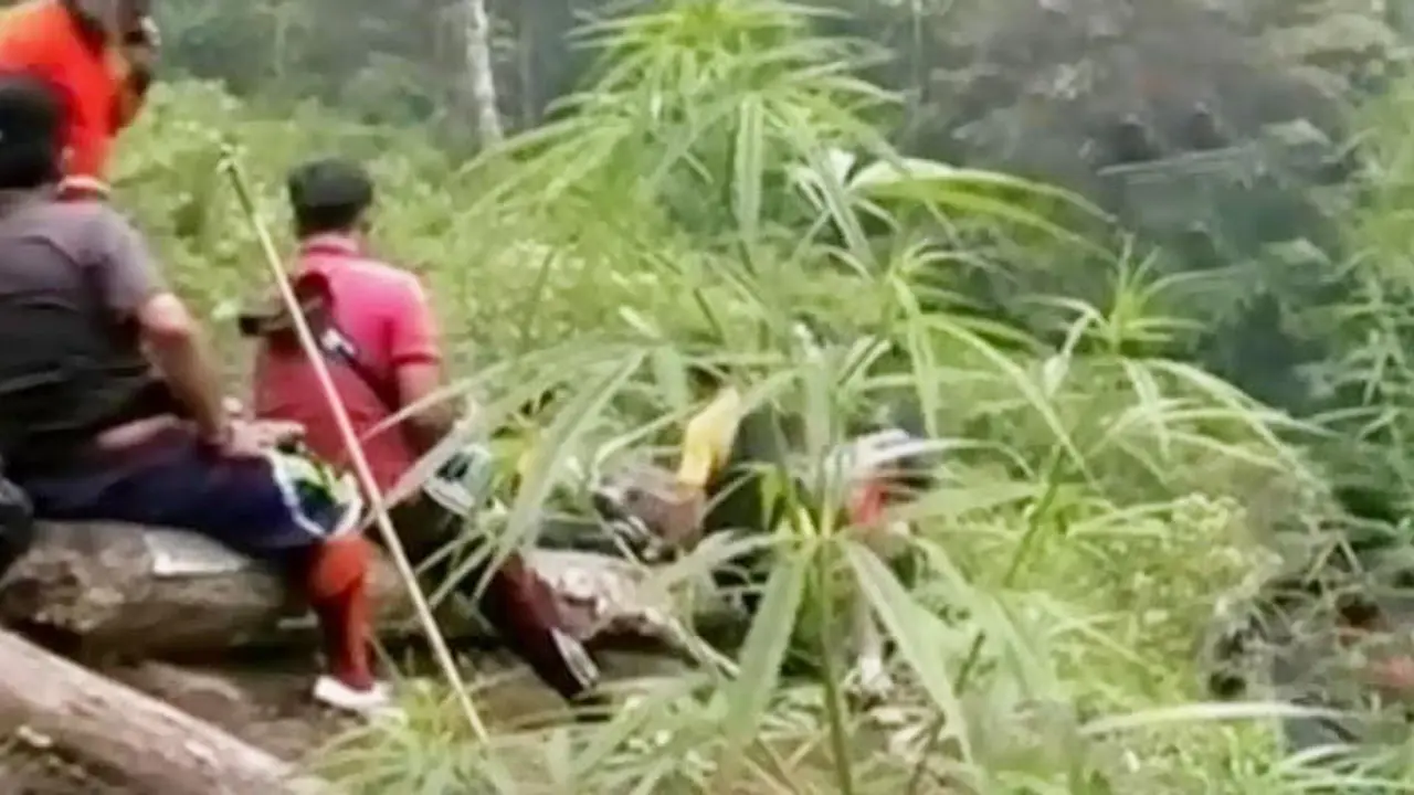Polisi Musnahkan Ladang Ganja Siap Panen Seluas 5 Hektare