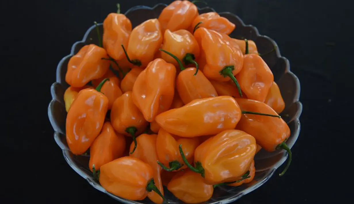 Semangkuk cabai Habanero dalam Habanero Eating Contest di Restoran Chichen Itza, Los Angeles, Minggu (21/6). Cabai ini sangat pedas bahkan melebihi pedas cabai rawit. (AFP PHOTO/Mark RALSTON)