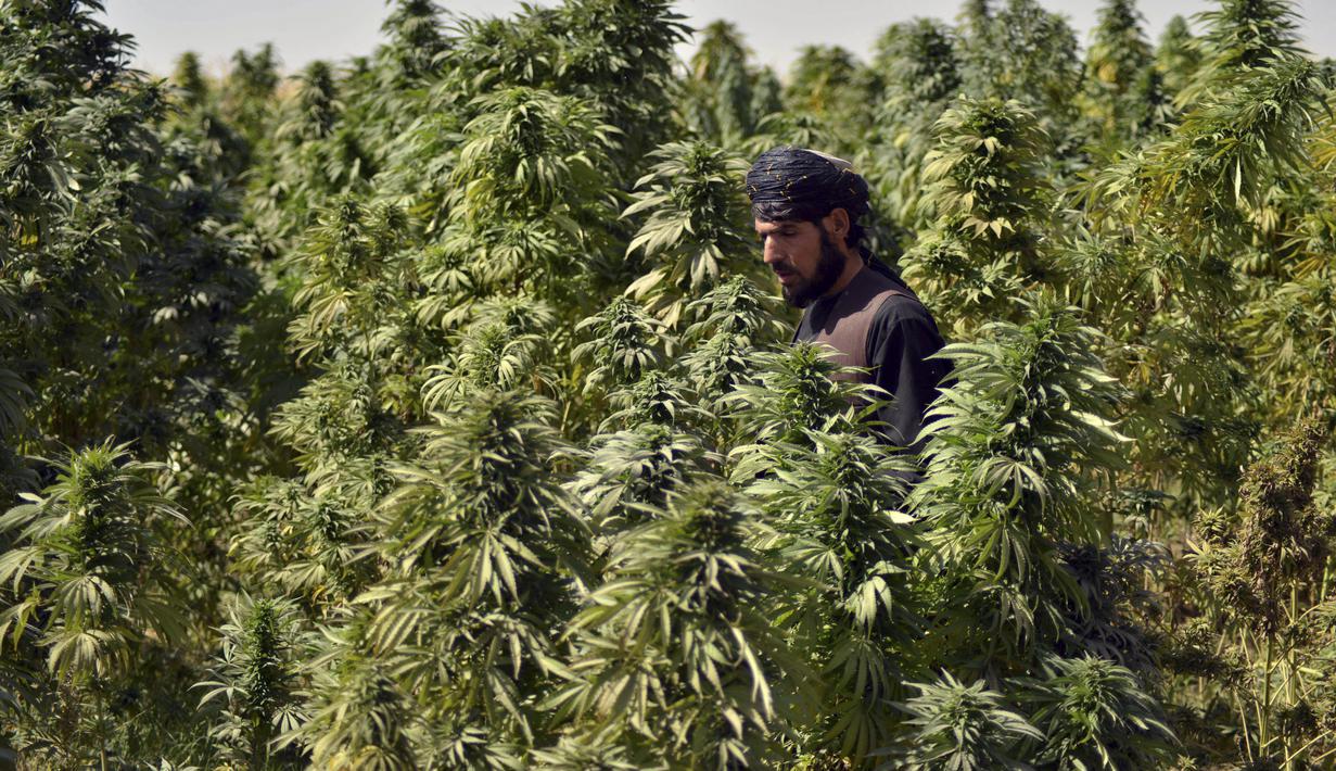 Seorang petani bekerja di perkebunan ganja di distrik Panjwai Kandahar (13/10/2021). Sebagian besar penduduk di Panjwai Kandahar adalah petani dan berpendidikan rendah karena tidak tersedianya sekolah. (AFP/Javed Tanveer)