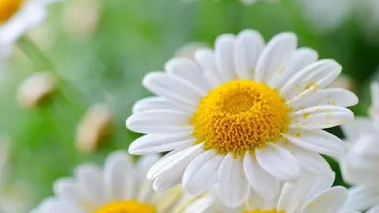 Resep Minuman Teh Chamomile, Ampuh untuk Turunkan Kolesterol dan Jaga Kesehatan Jantung