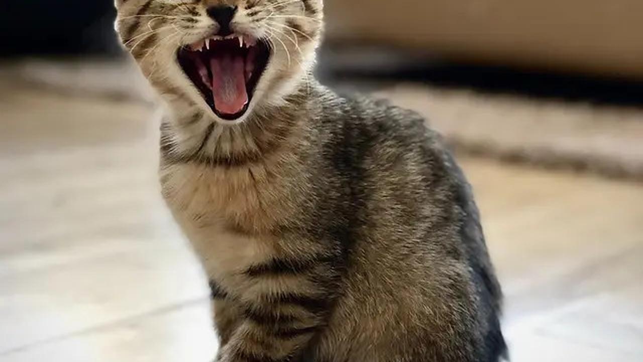 Ini Alasan Manusia Menyayangi Kucing, Kamu yang Mana?