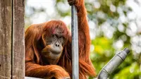 Puan, orangutan Sumatera tertua di dunia, 62 tahun, yang dipelihara oleh kebun binatang Perth, Australia. (Perth Zoo)