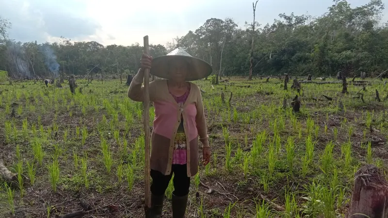 Satimah 60 tahun, seorang peladang wanita Desa Desa Sungai Enau saat naman padi jenis langsat. (Foto: Liputan6.com/Aceng Mukaram)