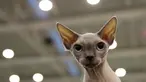 Kucing Sphynx, Pelle di Luna mengikuti kontes kecantikan di Roma, Italia pada 6 November 2019. Ratusan kucing bersaing dalam kompetisi kecantikan kucing yang diadakan selama akhir pekan di ibu kota Italia tersebut. (AP Photo/Alessandra Tarantino)