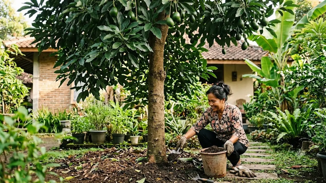 Pohon Alpukat