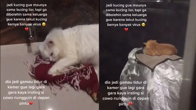 Viral Drama Kucing yang Tak Bisa Jauh Dari 'Gebetannya' Ini Bikin Gemas