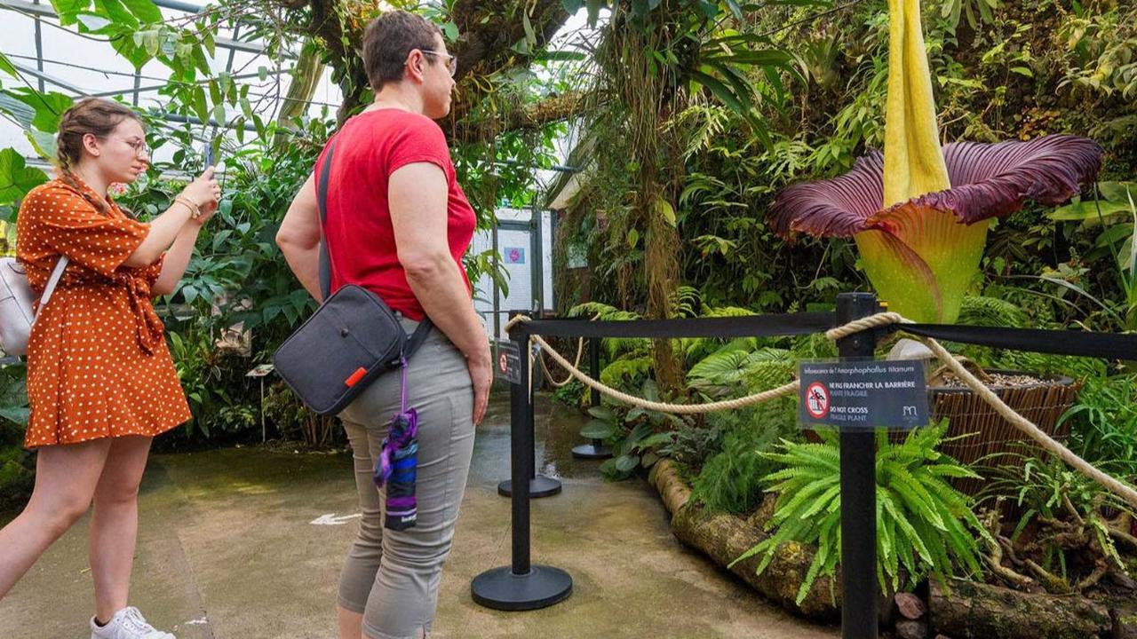 Bunga bangkai ‘Amorphophallus titanum’ atau Titan Arum mekar sempurna di Kebun Raya Jean-Marie Pelt, Villers-lès-Nancy, Prancis. 

Momen langka itu terjadi pada beberapa hari lalu, tepatnya 11 Juni 2023.