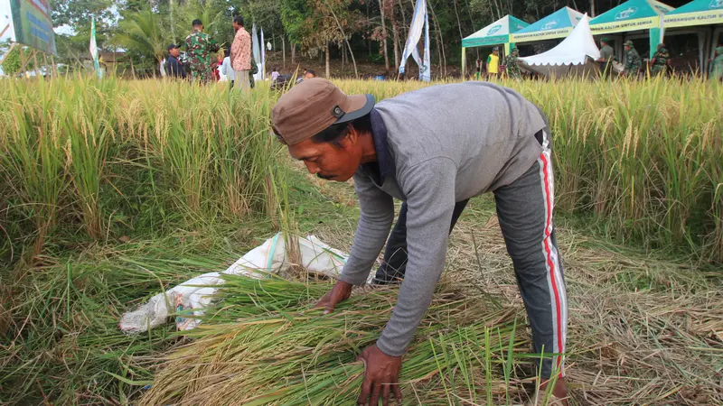 sawah samarinda