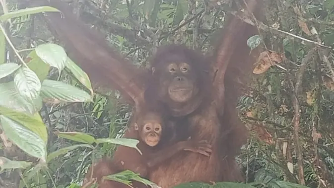 <p>Potret Orangutan Kalimantan di Taman Nasional Betung Kerihun. (Dok: KLHK)</p>
