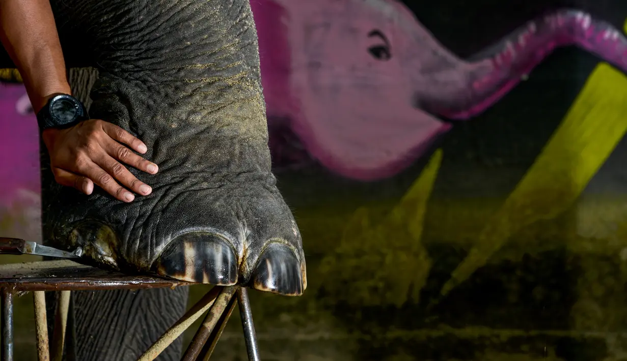 Mahout memotong kuku gajah Sumatera betina pada Hari Gajah Sedunia di Conservation Response Unit, Sampoiniet, Kabupaten Aceh Jaya, Provinsi Aceh, Rabu (12/8/2020). Hari Gajah Sedunia diperingati setiap tanggal 12 Agustus. (CHAIDEER MAHYUDDIN/AFP)