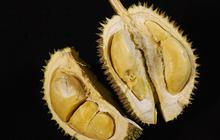 Punya Aroma Memabukkan, Benarkah Durian Mengandung Alkohol? Simak Penjelasannya