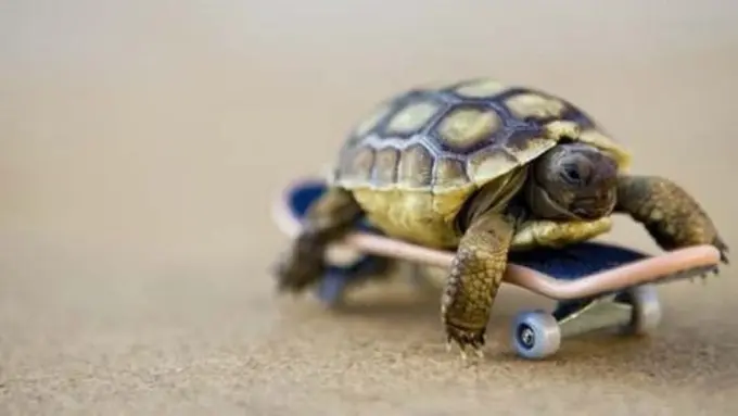 Damainya Lihat Anak Kura-Kura Memakan Potongan Kecil Semangka