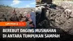 Warga Bantan, Bengkalis, Riau, menggali tumpukan sampah untuk mendapatkan daging ilegal asal India yang dimusnahkan Bea dan Cukai Bengkalis. Karena membahayakan keselamatan, polisi mendatangi sejumlah rumah lalu menyita daging impor ilegal yang diamb...