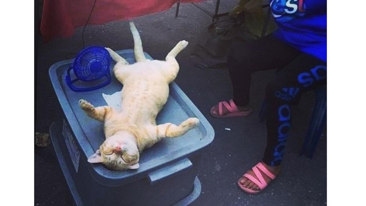 Potret 7 Kucing Rebahan Ini Bikin Geleng Kepala