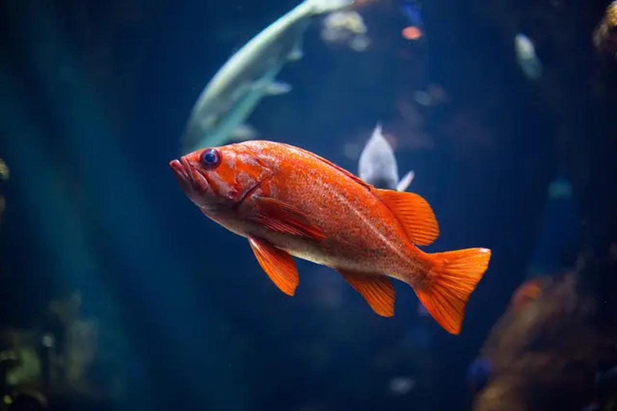 Penderita Darah Tinggi Wajib Tahu, 5 Ikan Ini Tidak Aman Dikonsumsi