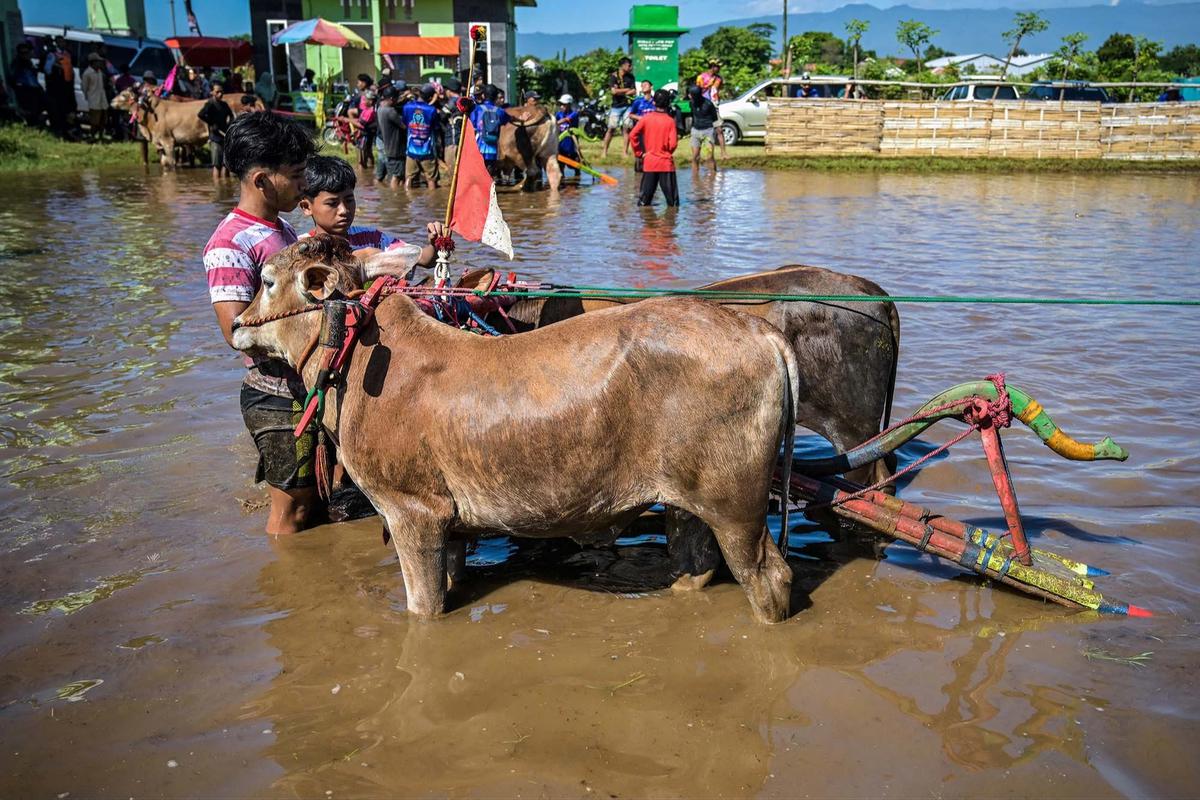 FOTO: Festival Sapeh Brujul  Tampilkan Karapan Sapi di Sawah Berlumpur