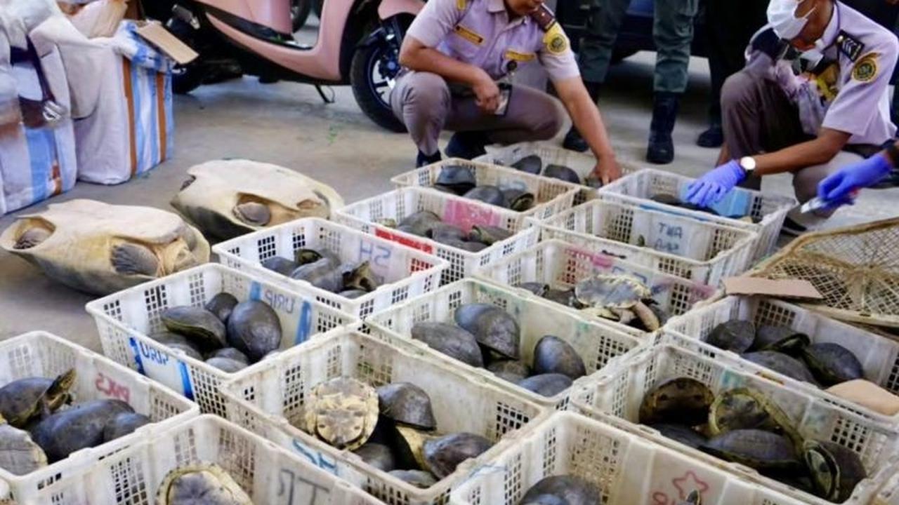 Karantina Kalsel Gagalkan Penyelundupan 179 Ekor Kura-kura Dilindungi di Pelabuhan Trisakti