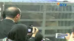 Dua panda menggemaskan ini mendapatkan Kartu Tinggal Izin Terbatas selama 10 tahun.