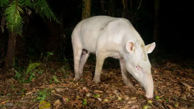 10 Potret Hewan Albino Langka Ini Makin Menarik Perhatian