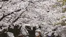 Orang-orang yang memakai masker berjalan-jalan di bawah bunga sakura yang mekar penuh di Taman Chidorigafuchi di Tokyo, Jepang, Senin (28/3/2022). (AP Photo/Koji Sasahara)