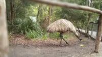 Burung Emu di Healesville Sanctuary Park. (Liputan6.com/Tanti Yulianingsih)